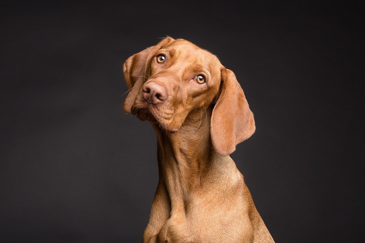Conseils de dressage : 7 conseils pour un chien qui aboie